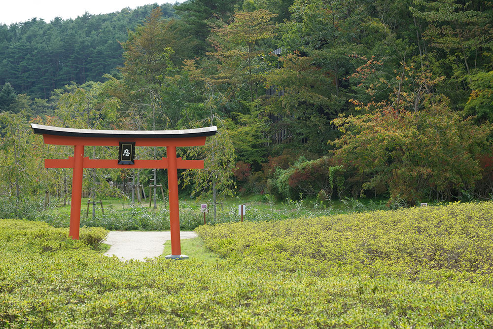 忍野　しのびの里