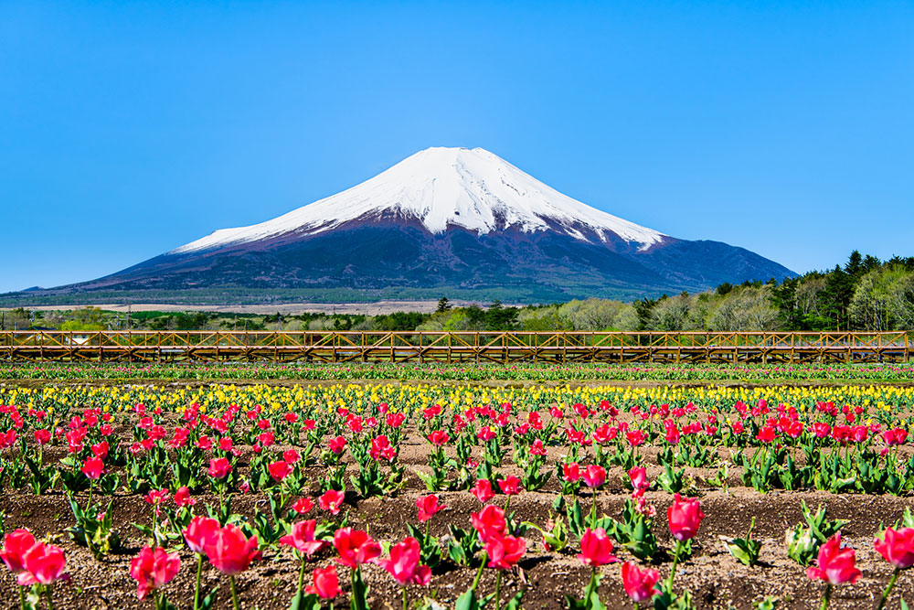 山中湖 花の都公園